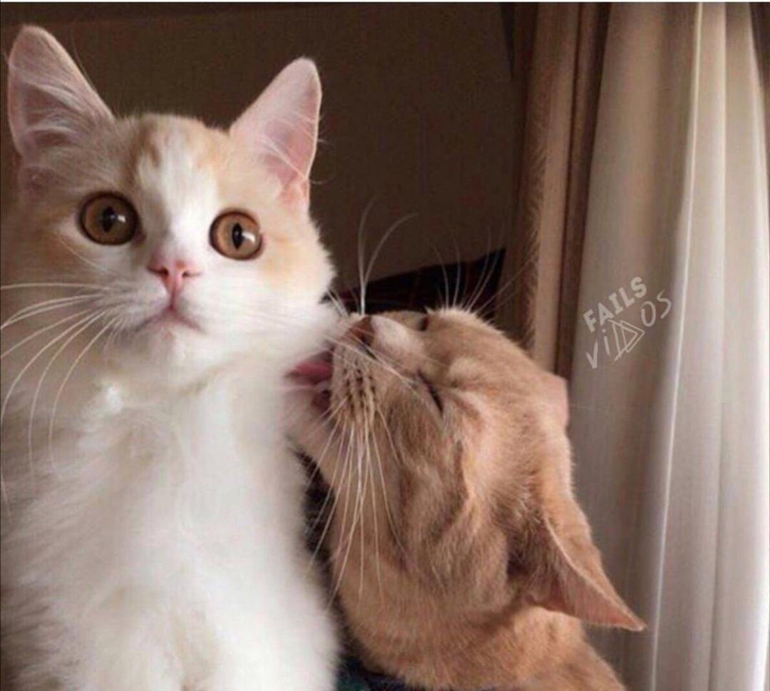 С котом глупая блондинка