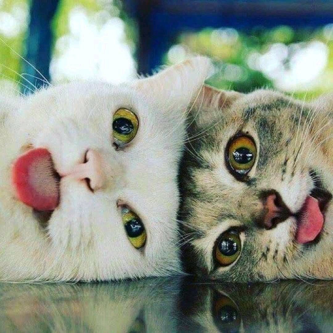 Котята сохраненки