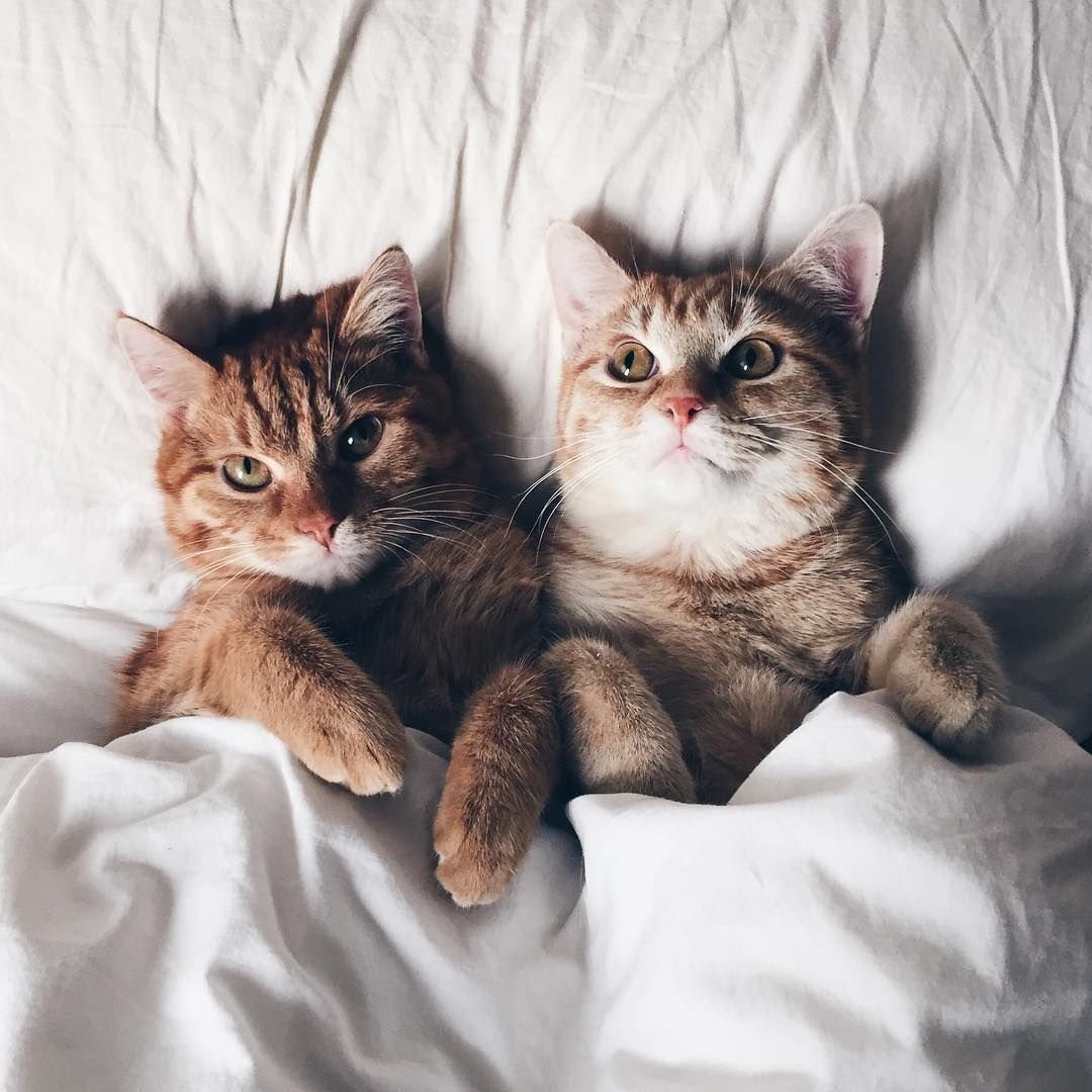 Милые мультяшные котики и собачки