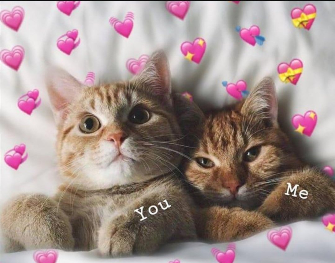 Влюбленные котики