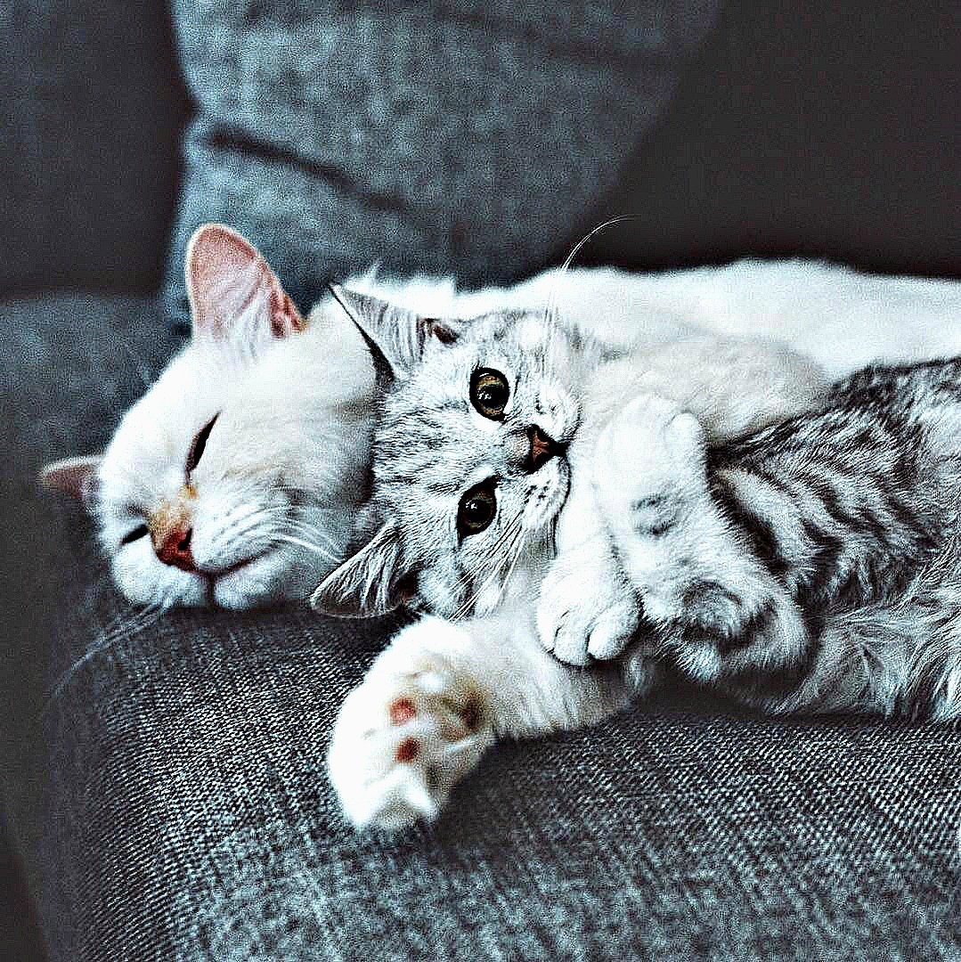 Парные заставки с котиками