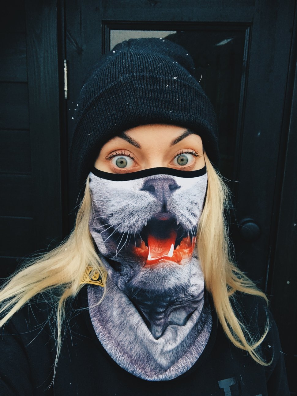 Ава кот в бандане