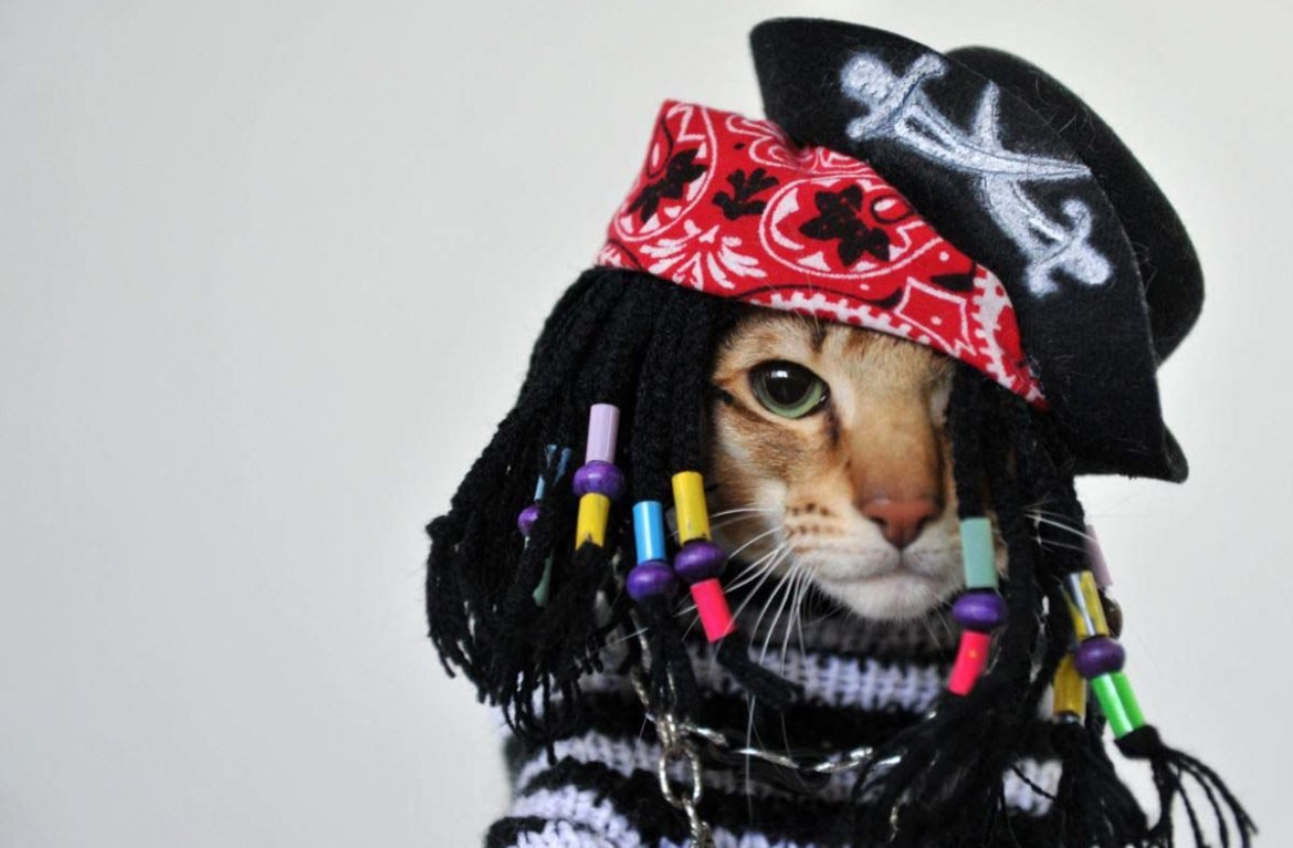 Кошка с маской на морде