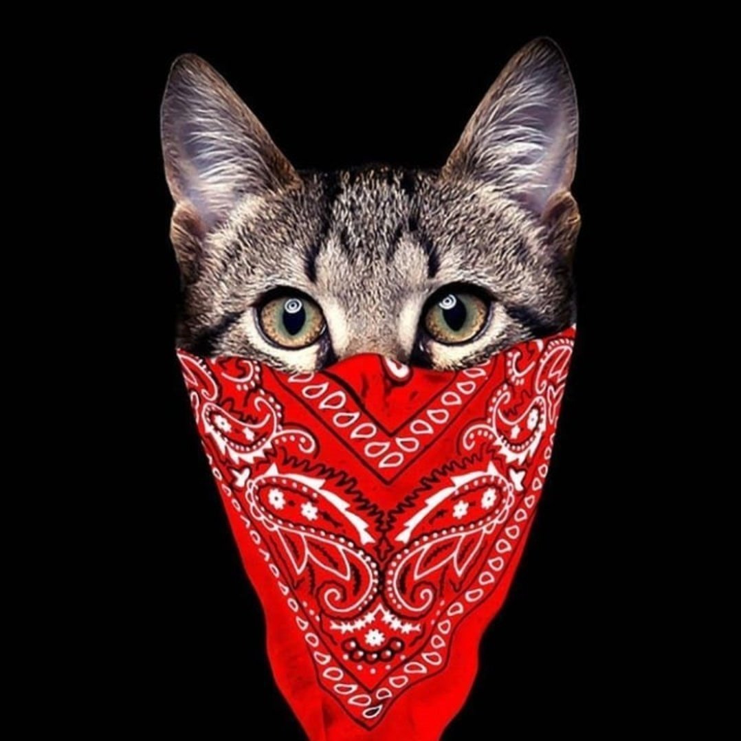 Платок коты