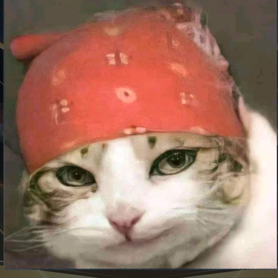 Коты в банданах