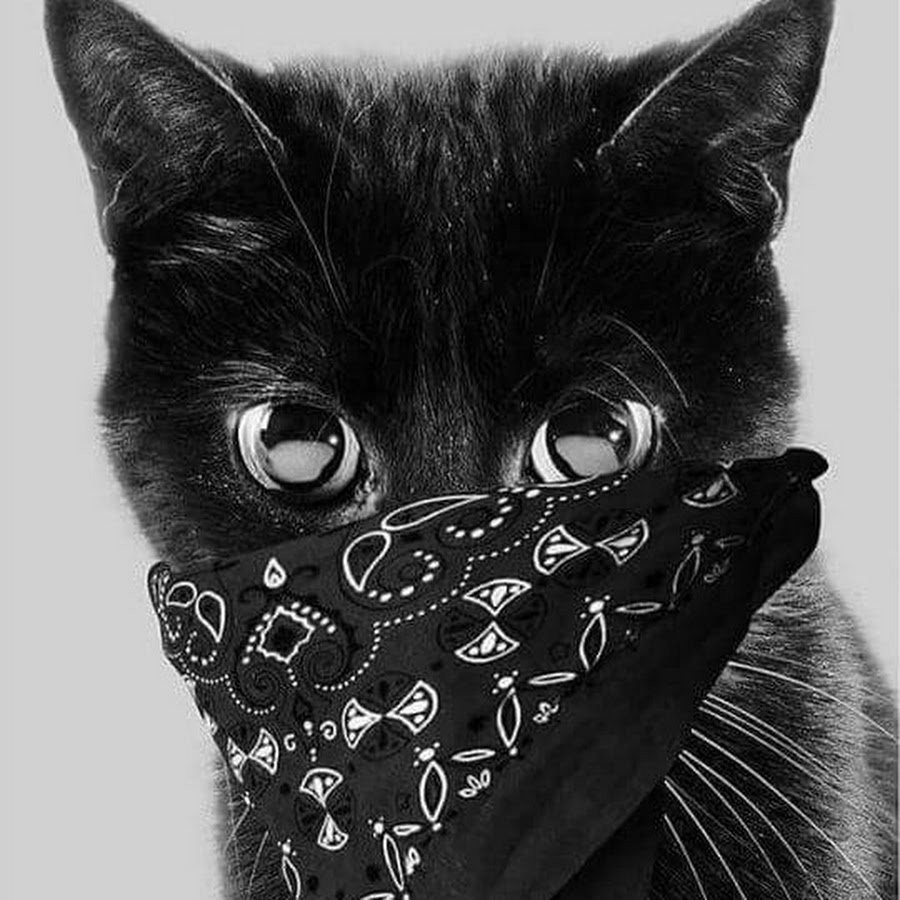 Аватарка кот