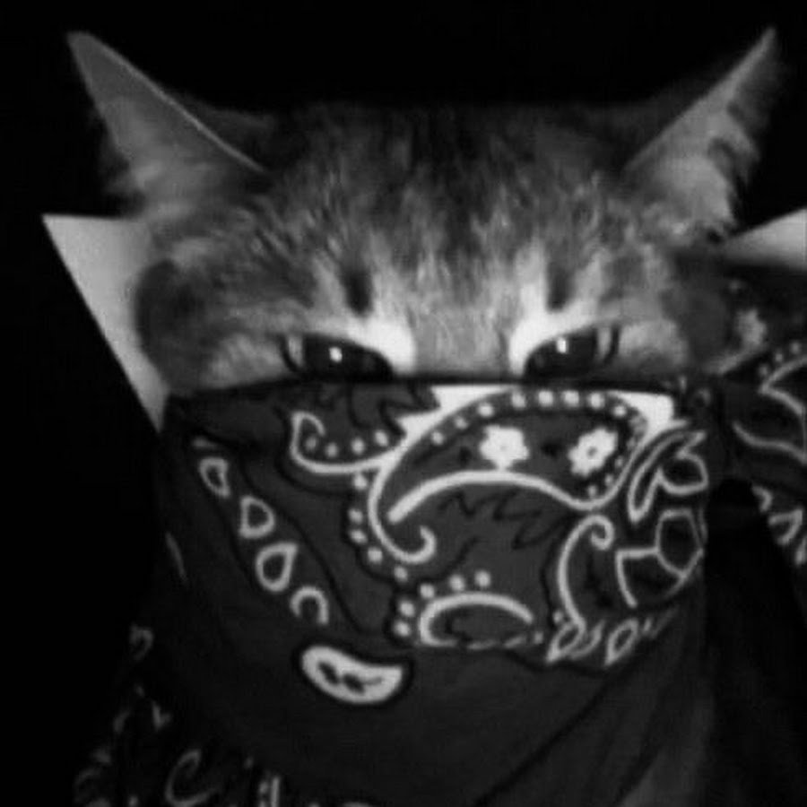 Котик в бандане