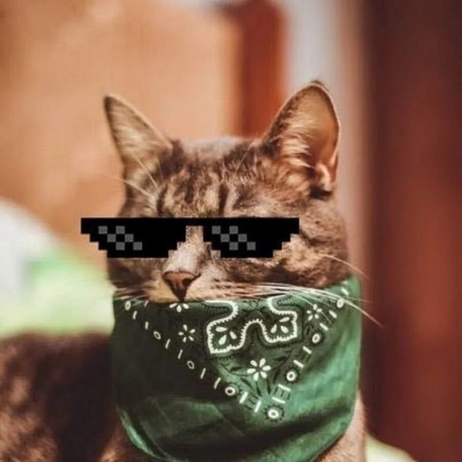 Кот Рикардо Милос