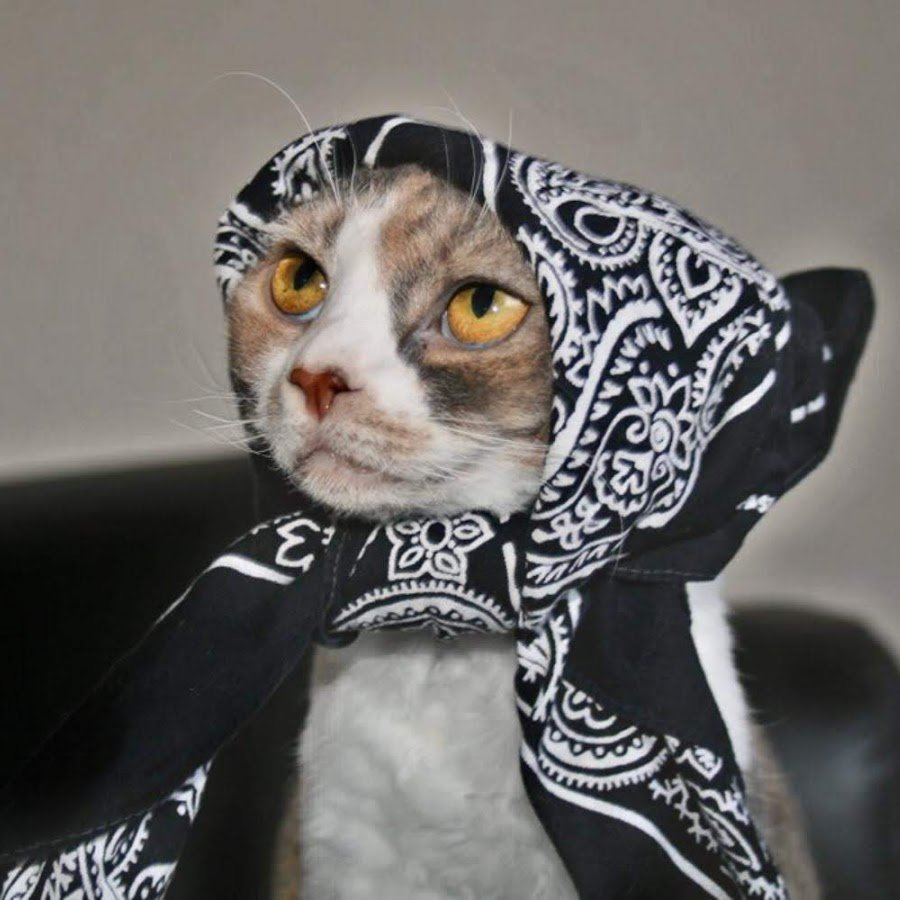 Коты в банданах