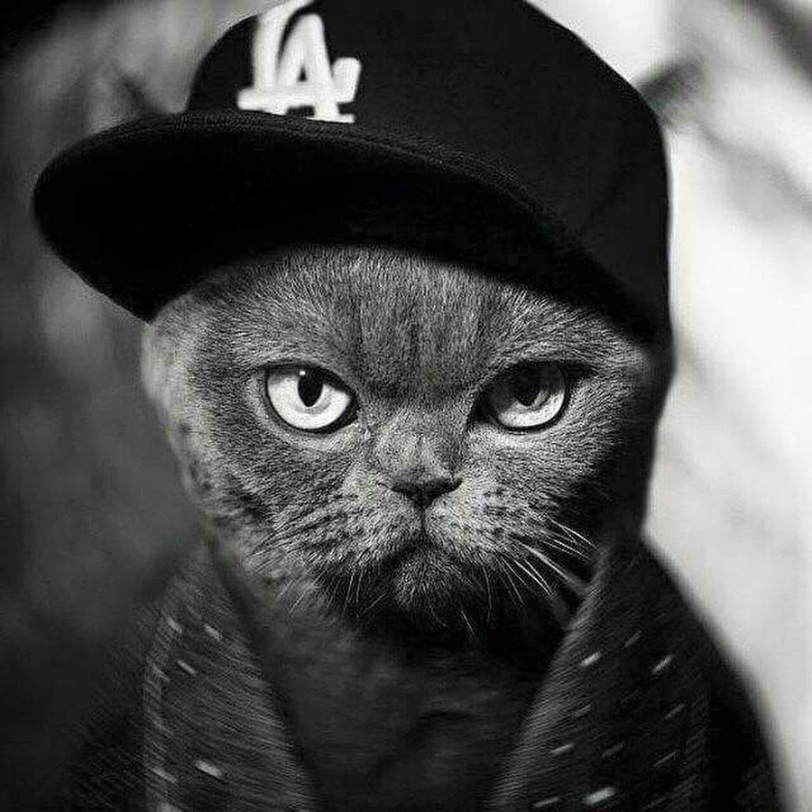 Кот в платке