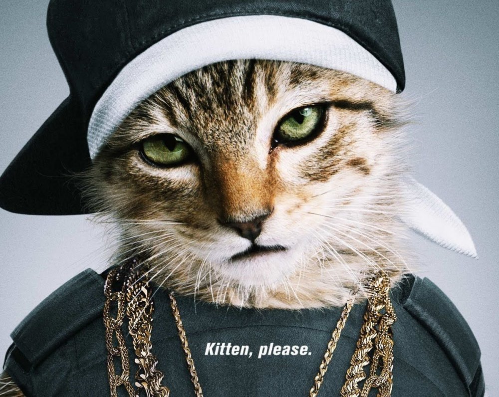 Картинки кошек на аватарку