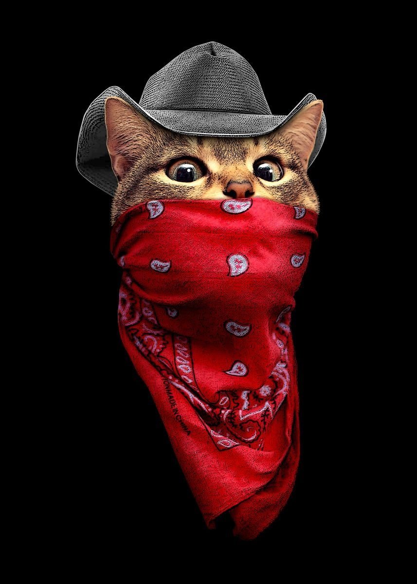 Котик в кепке