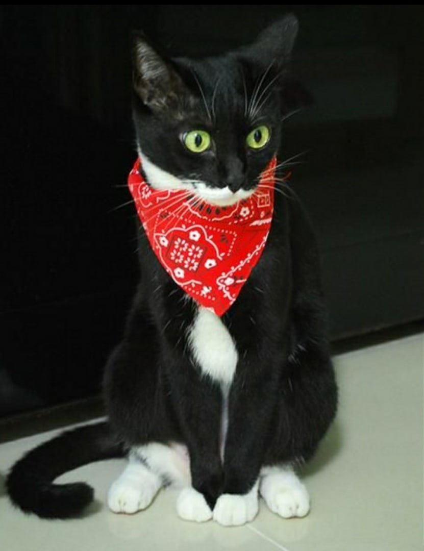 Кот в красной бандане