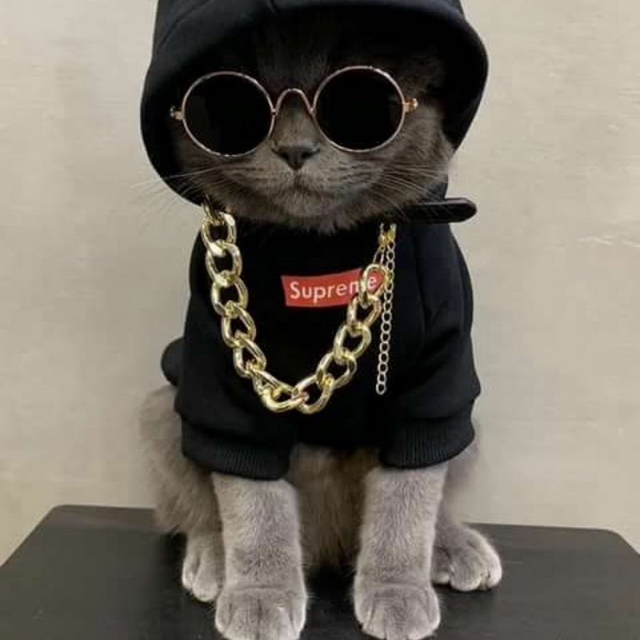 Коты растаманы