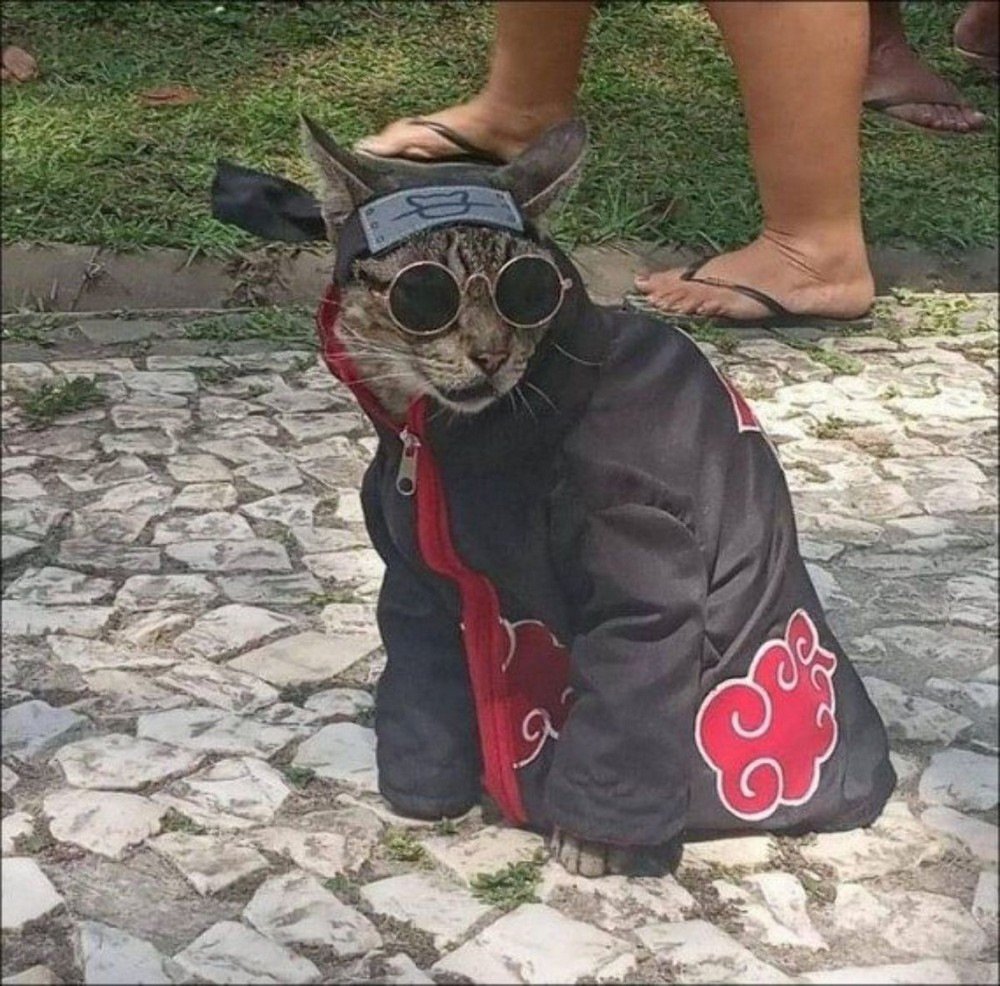 Серый кот в шапке