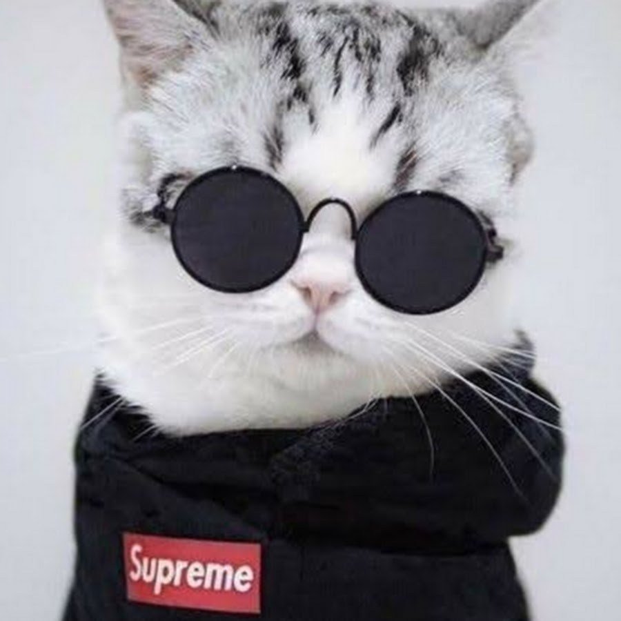 Ава кот в бандане