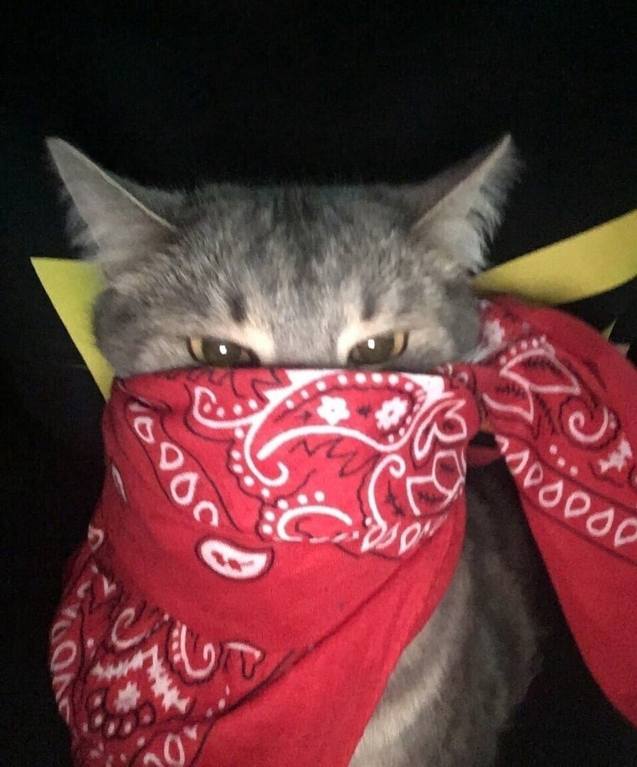 Кот с автоматом