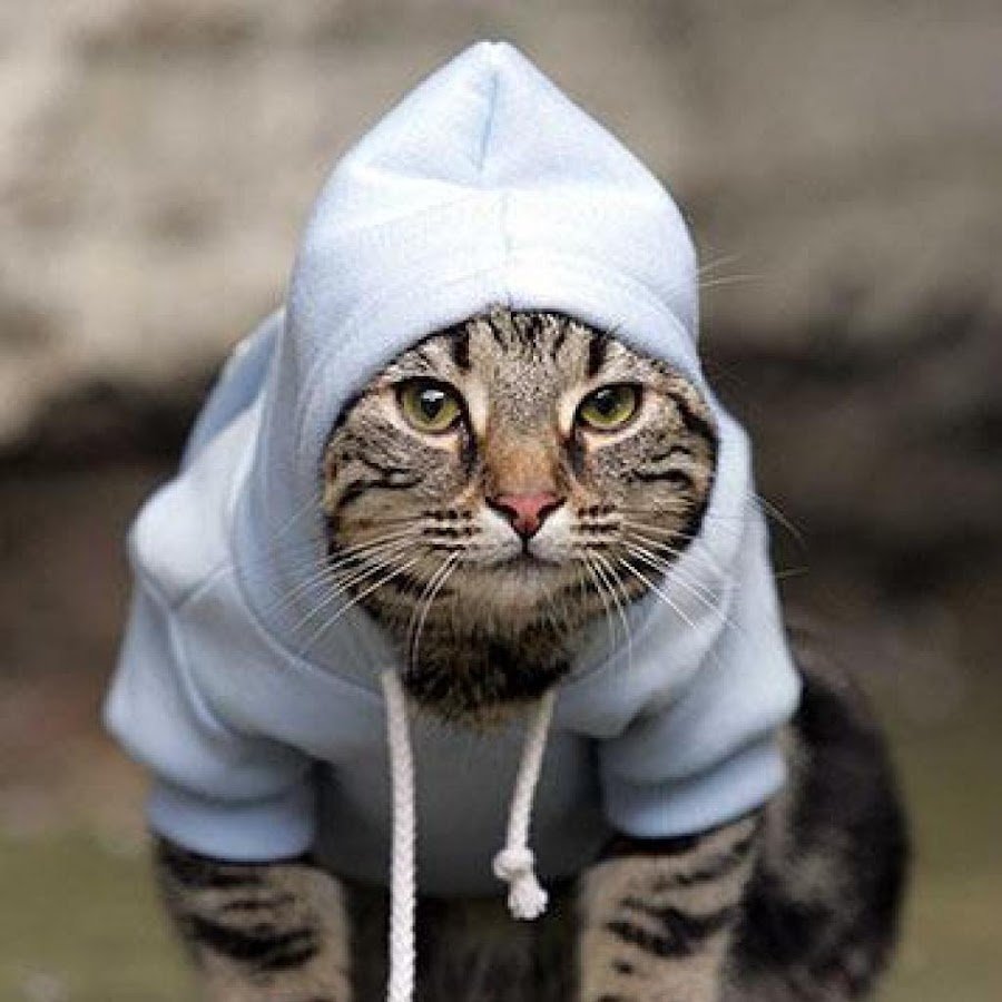 Кот в платочке