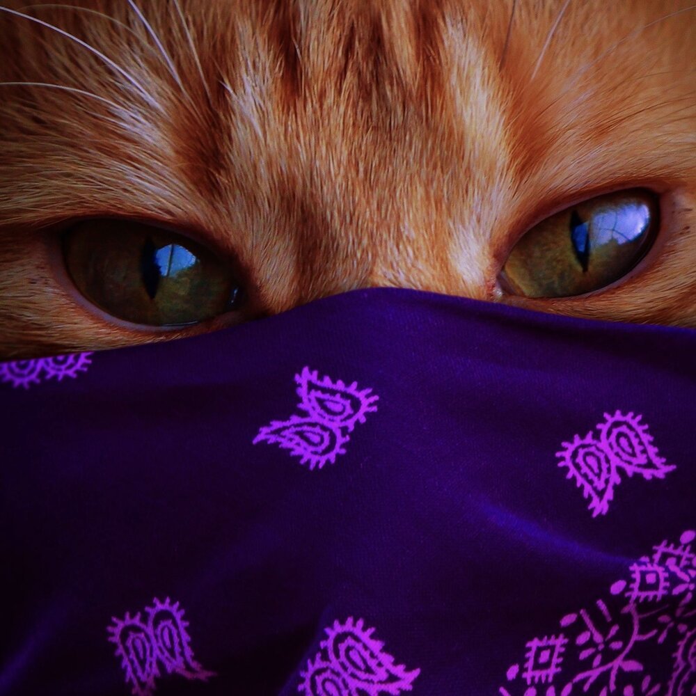 Котик с банданой на шее