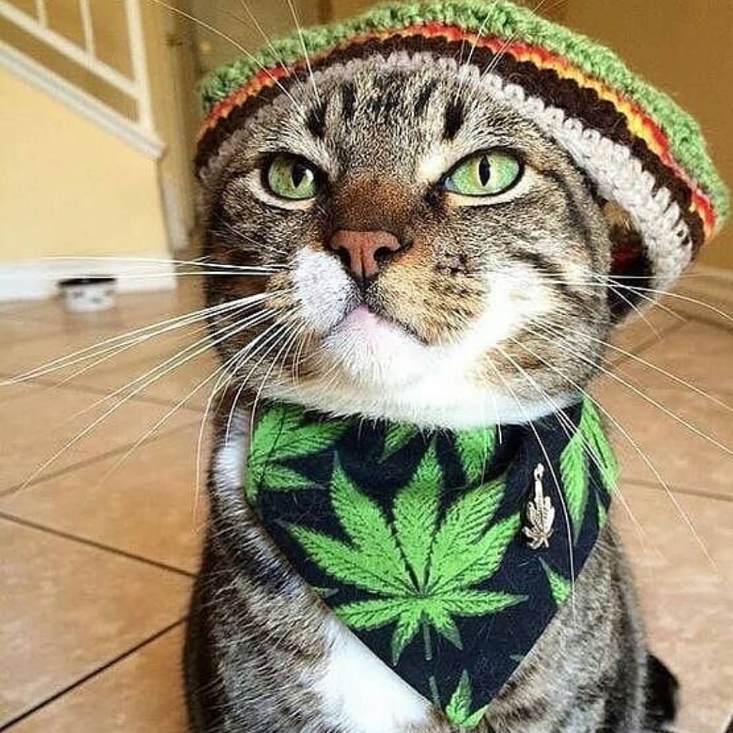 Платок с кошками