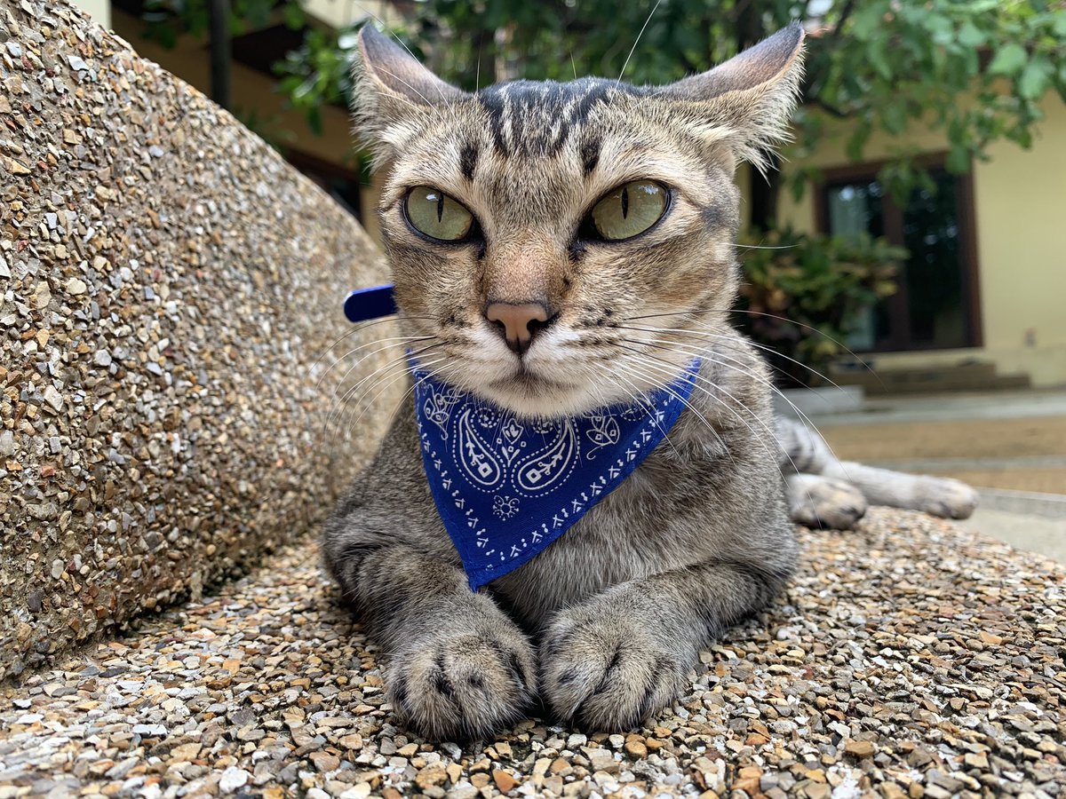 Кот в костюме Наруто