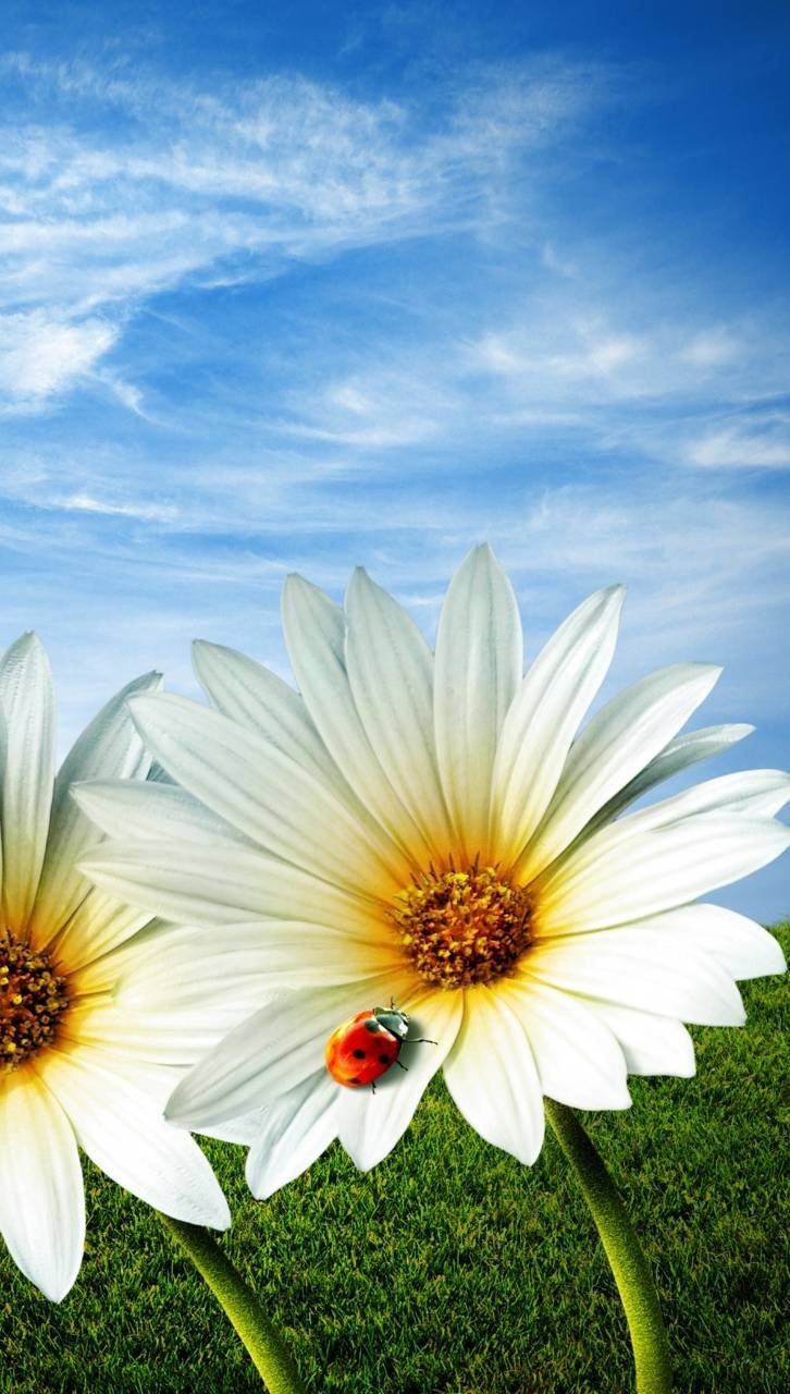 Летние цветы