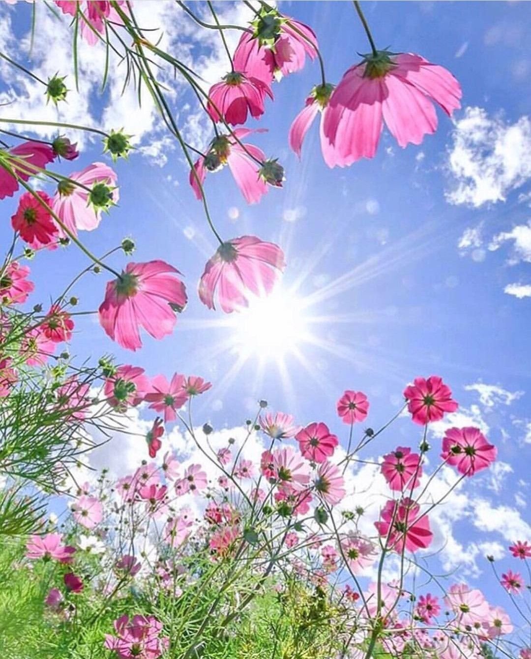 ЭМОДЖИ лето