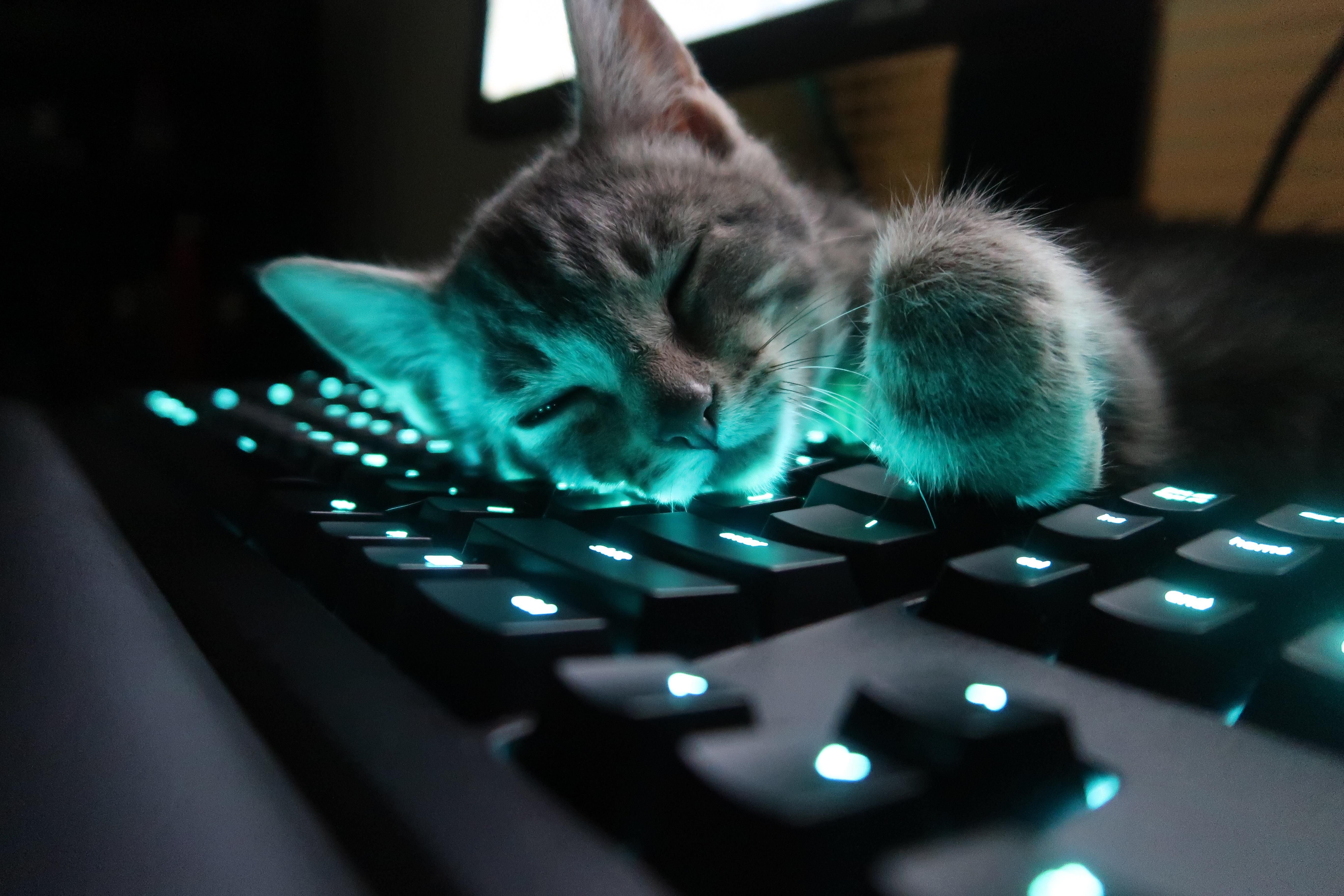 Аватарка на комп. Коты на клавиатуре. Кот и компьютер. Крутые котята. Кошка и компьютер.