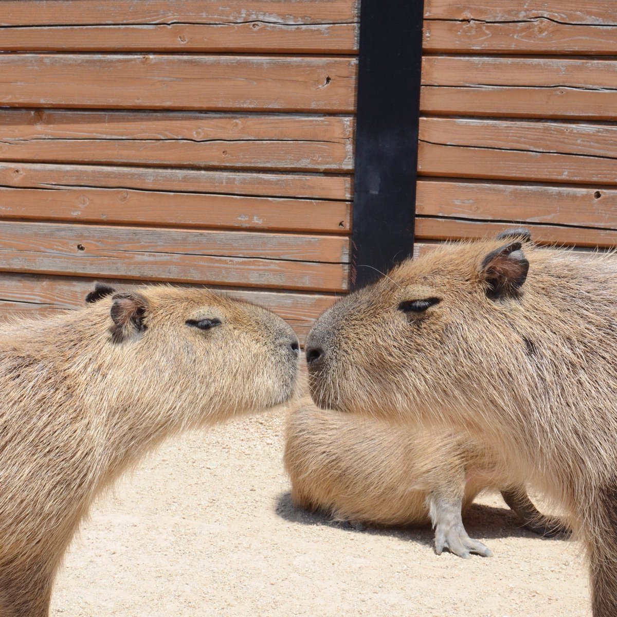 Капибара поцелуй