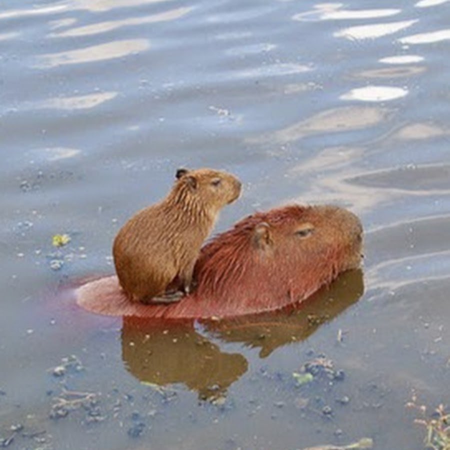 Капибара в бассейне