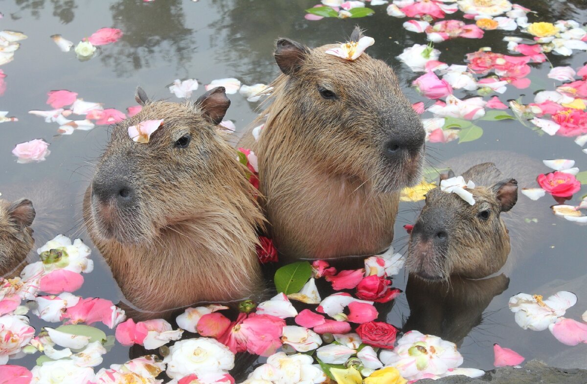 Капибара Бебра