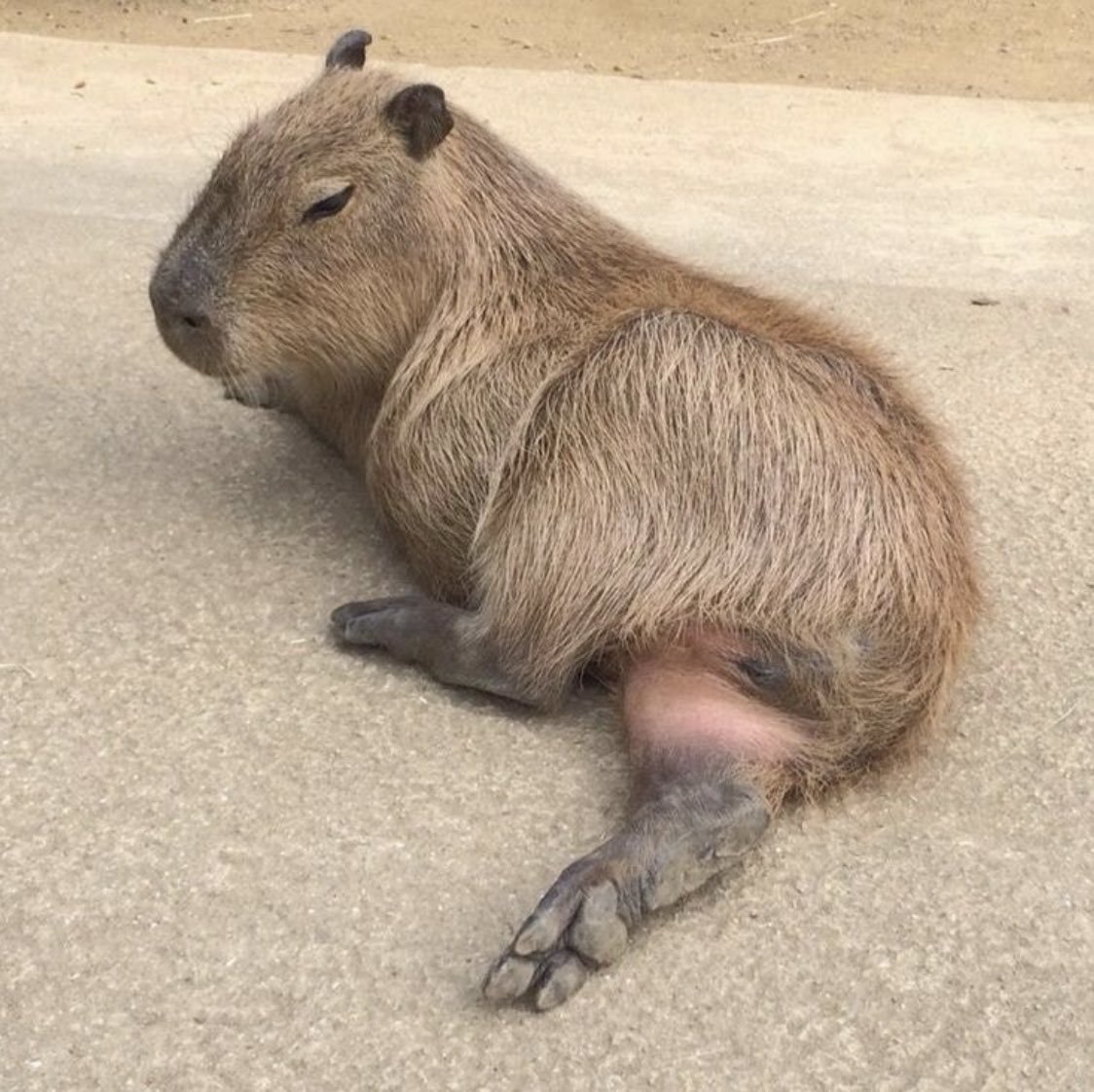 Капибара улыбается