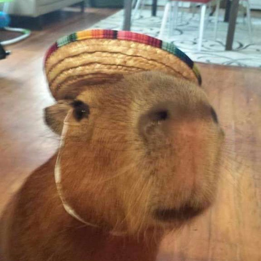 Капибара и крыса