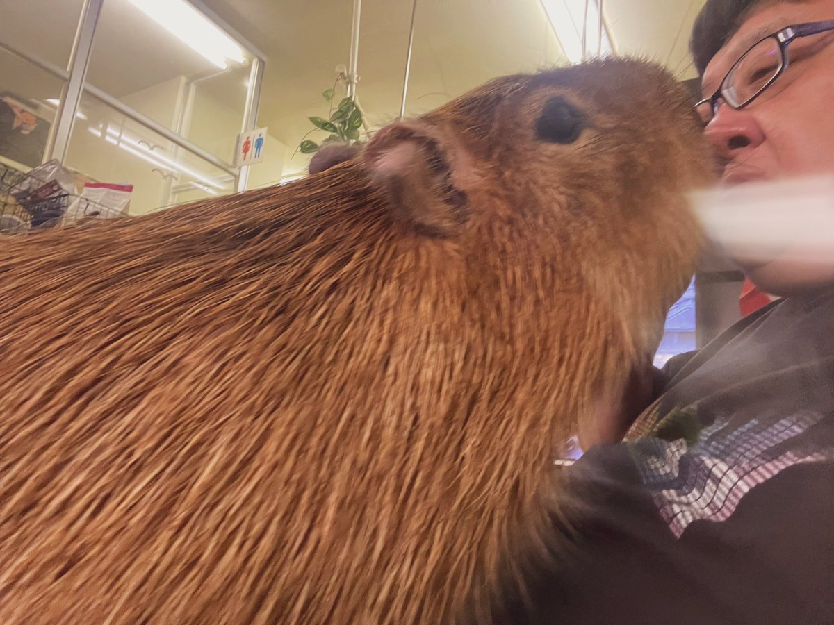 Капибара Минимализм