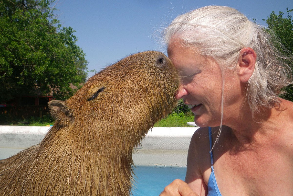 Водосвинка капибара и человек