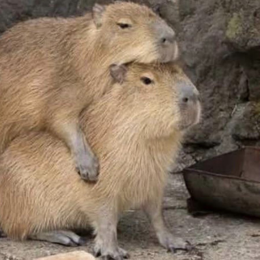 Капибара Смоленск