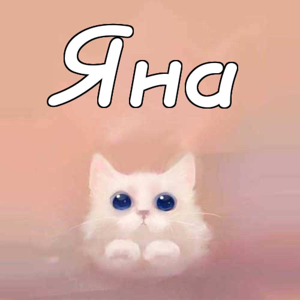 Кот в адидасе