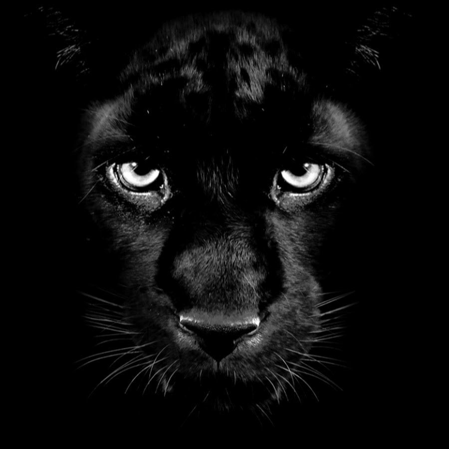 Пантера в наушниках