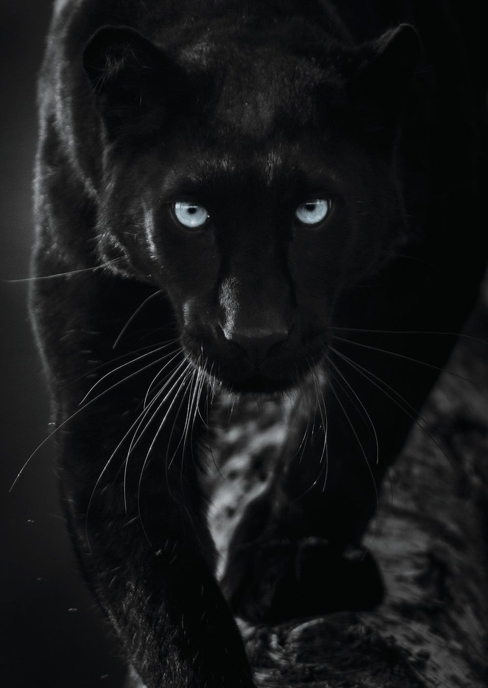 Пантера рисунок