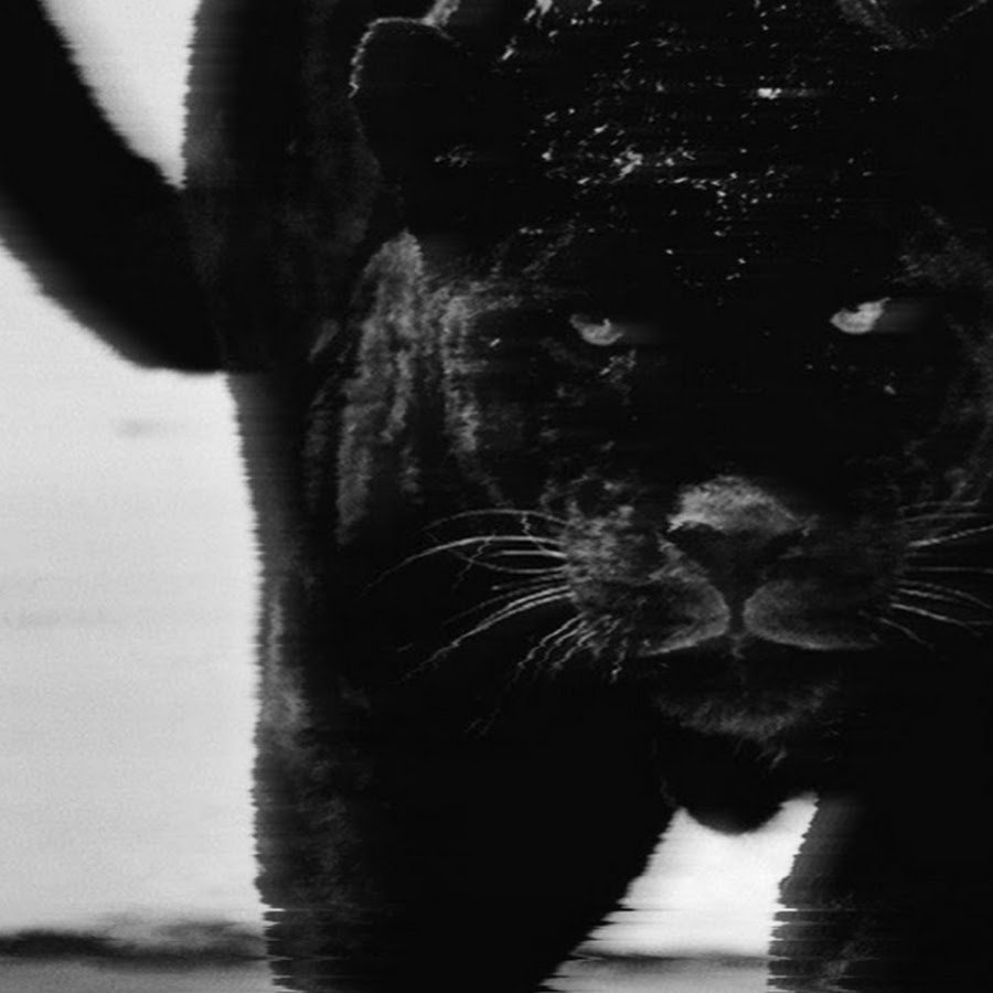 Красивая пантера и девушка