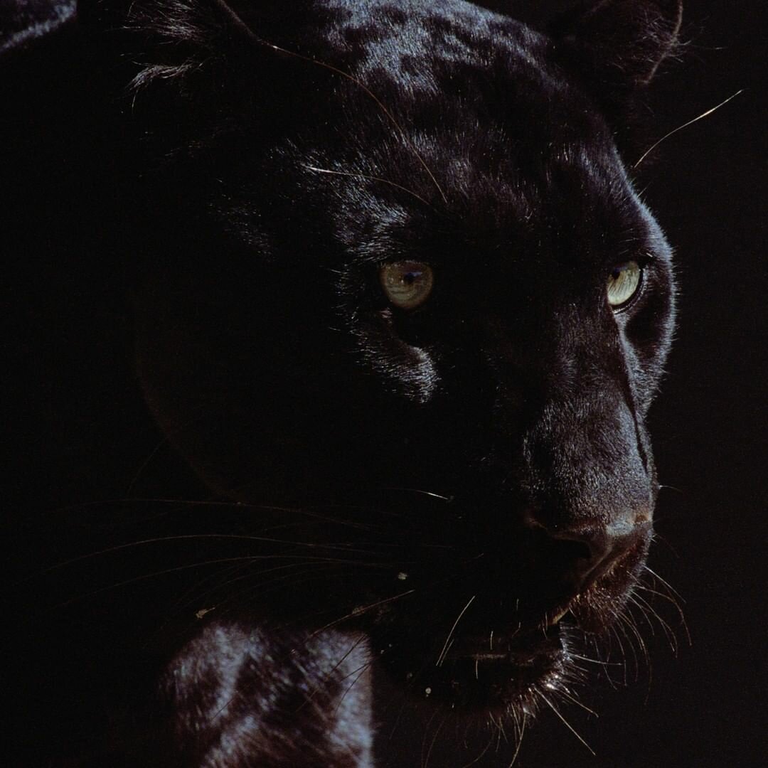 Черная пантера на аву