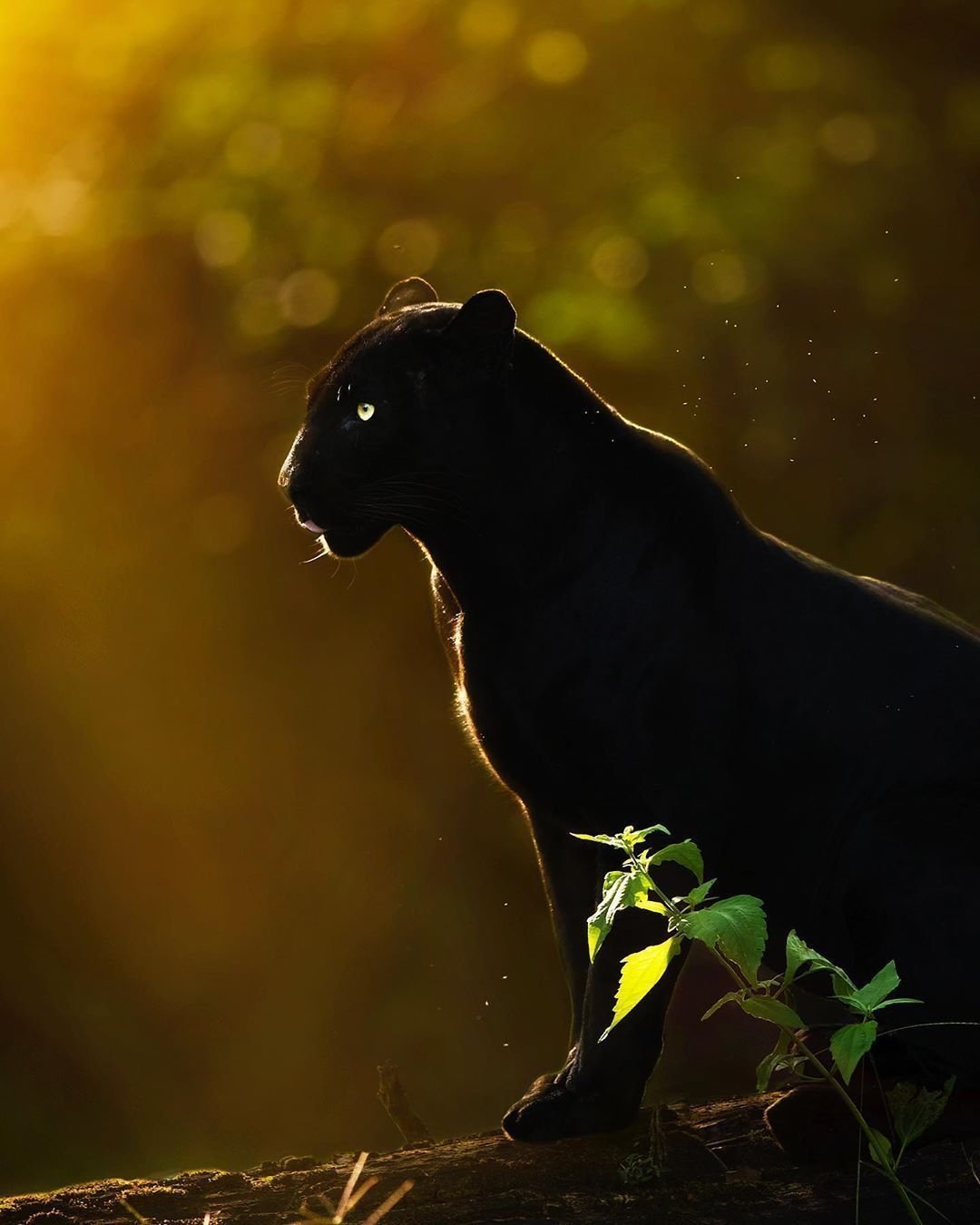 Черная пантера и тигр