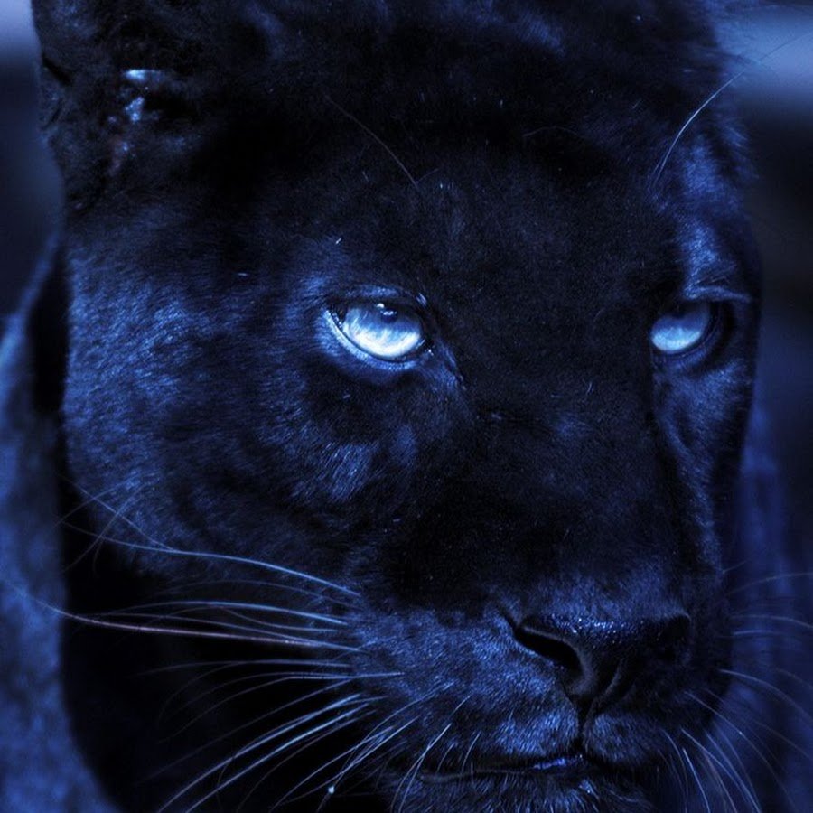 Оскал пантеры