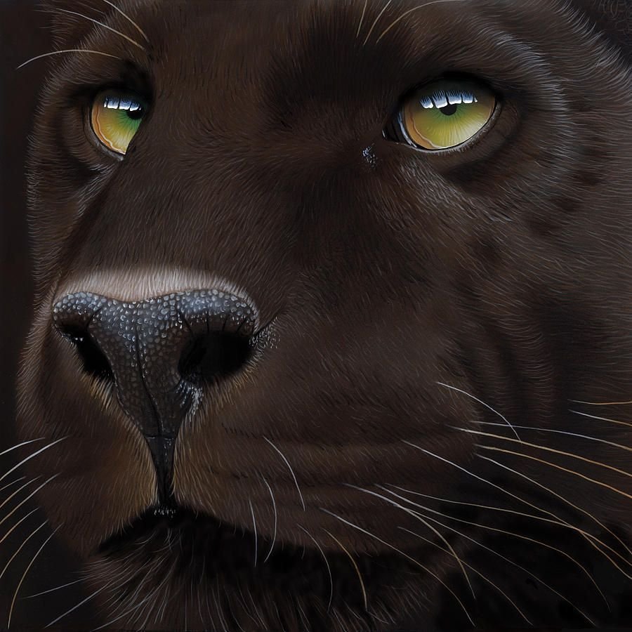 Пантера, оскал пантеры