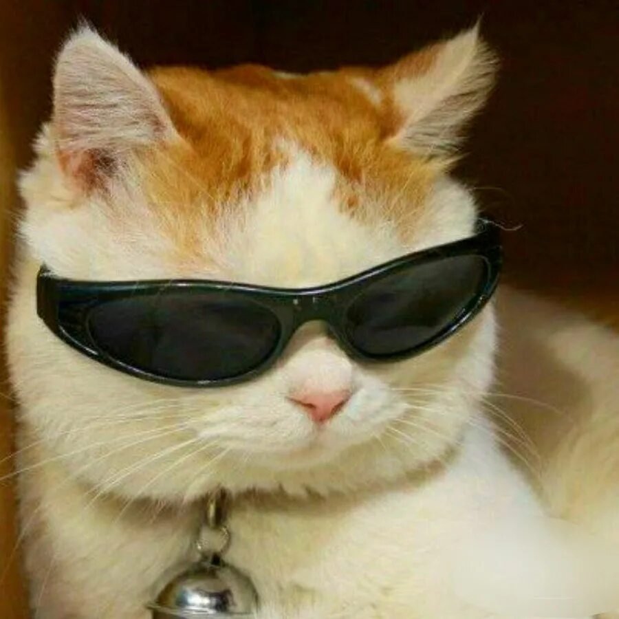 Кот в солнечных очках