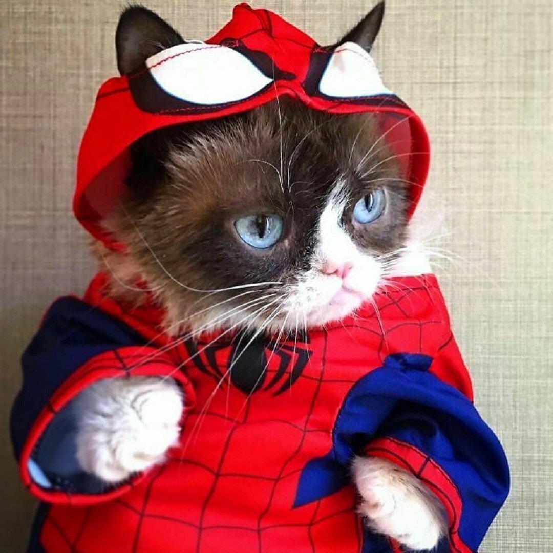 Rainbow Six Siege котики