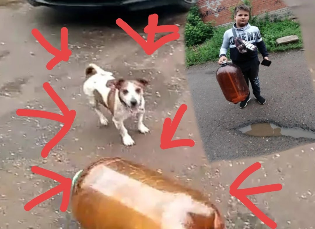 Собака в кепке