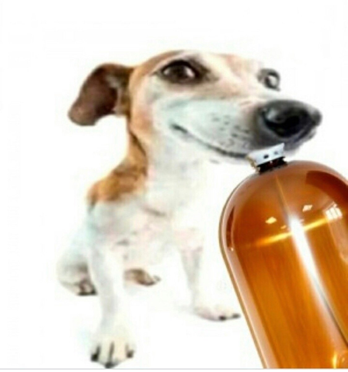 Джек Рассел 3д