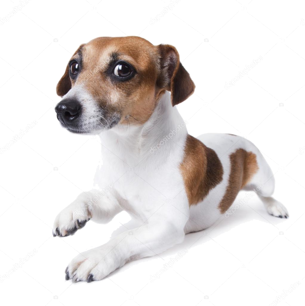 Собака и кега