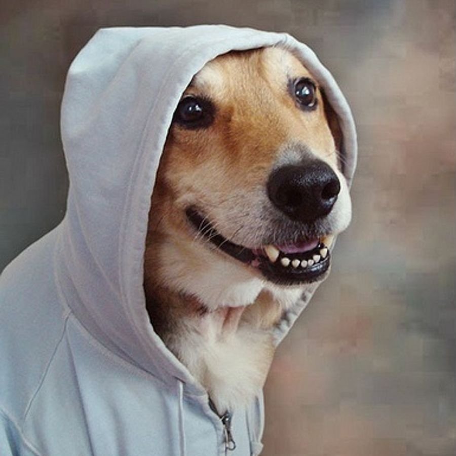 Джек-Рассел-терьер и кега